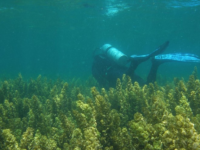 Sargassum stands on an inshore reef in the Turtle Group off the mainland in the Lizard Island region © ARC Centre of Excellence Coral Reef Studies http://www.coralcoe.org.au/